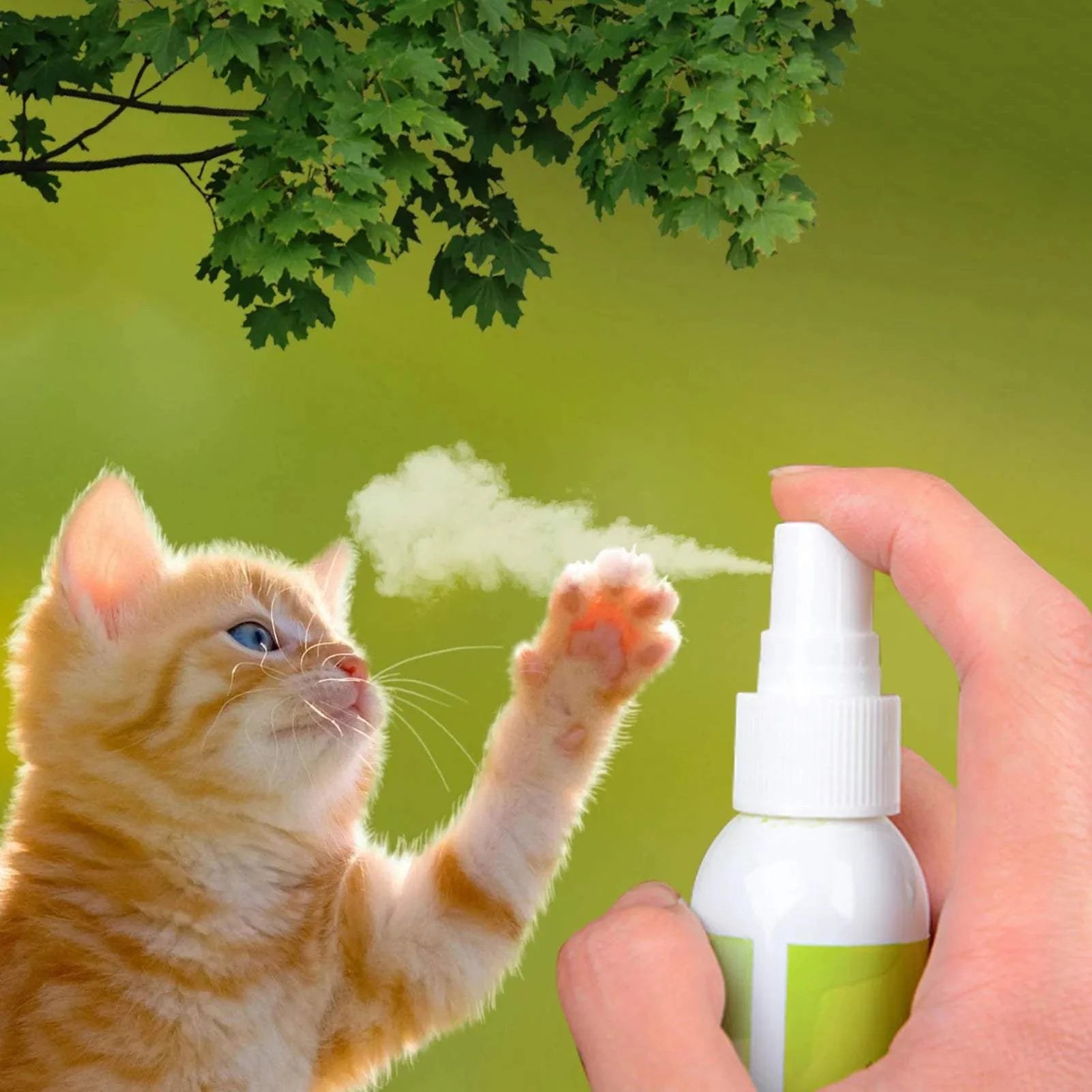 Catnip Spray for Cats – Natural Cat Attractant for Play & Training (50ml)