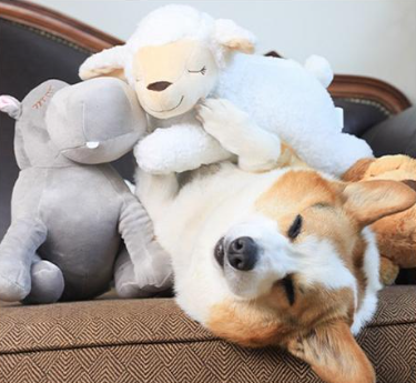 Dog sleeping peacefully with Heartbeat Box Pet Anxiety Sleep Toy plush toys including a sheep and a dog on a couch