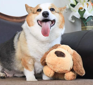 Happy dog sitting next to Heartbeat Box Pet Anxiety Sleep Toy plush dog for calming comfort and anxiety relief