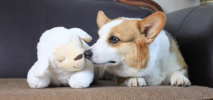 Dog sniffing a Heartbeat Box Pet Anxiety Sleep Toy in sheep design on a couch for calming and comfort
