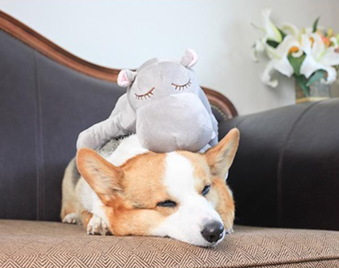 Corgi resting peacefully with a soft gray hippopotamus Heartbeat Box Pet anxiety sleep toy on its back on a sofa
