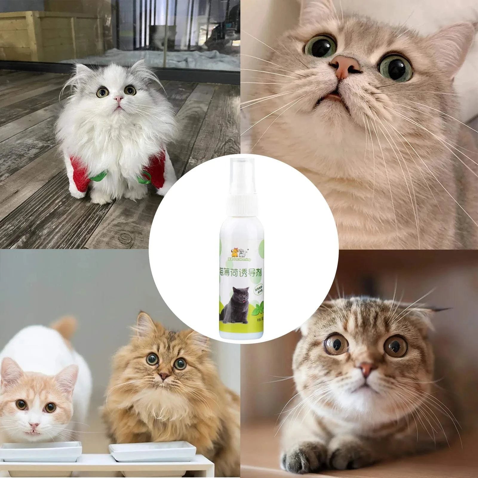 Catnip Spray for Cats – Natural Cat Attractant for Play & Training (50ml)