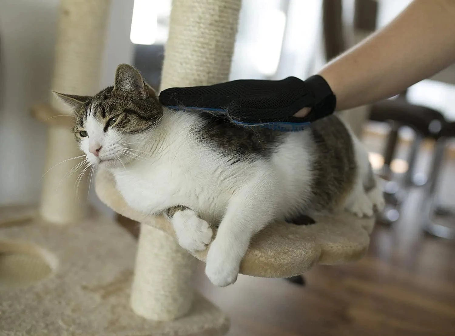 PetShine Anti-Hair Grooming Glove