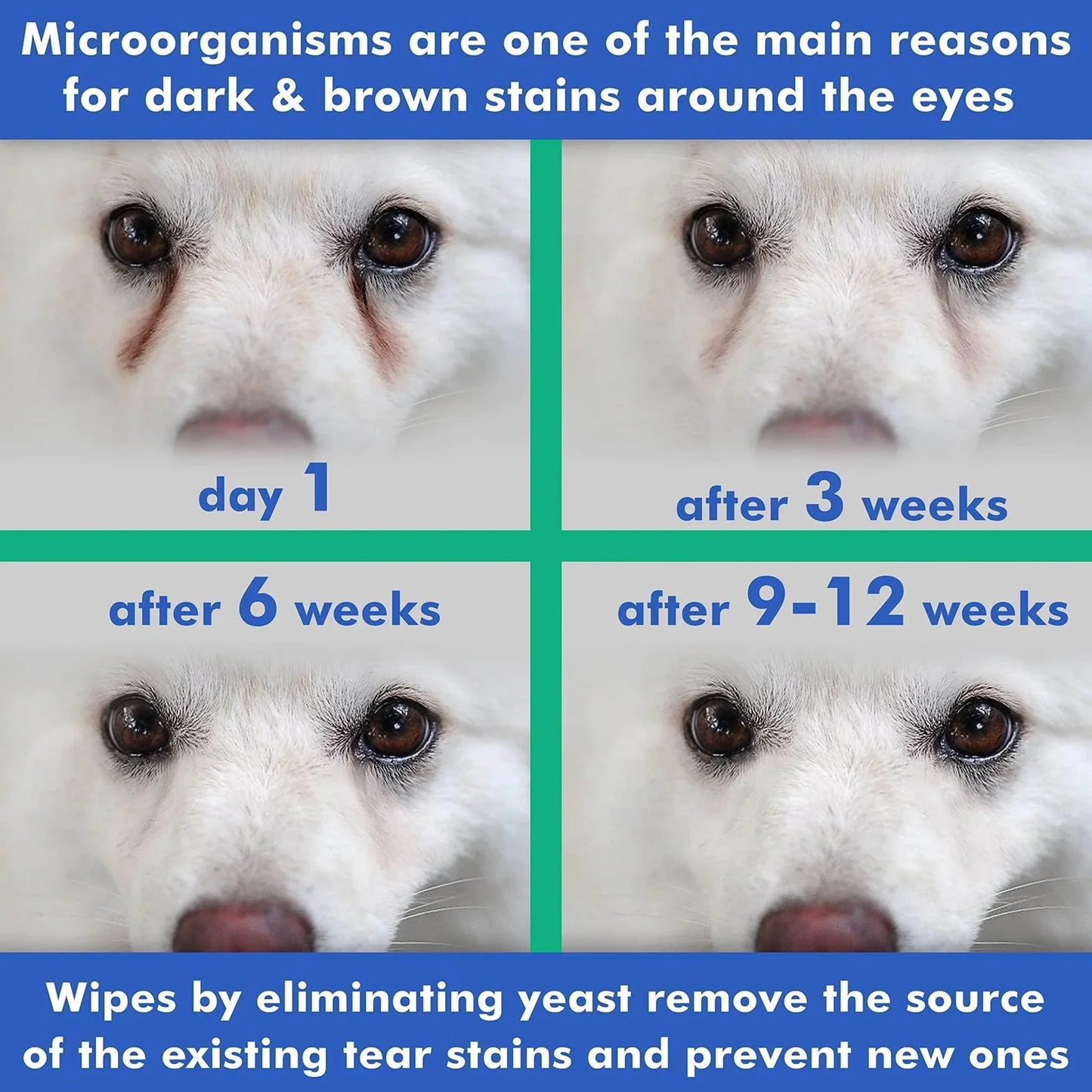 Before and after photos showing reduction of tear stains on a white dog’s eyes over 12 weeks using eye cleansing wipes for pets