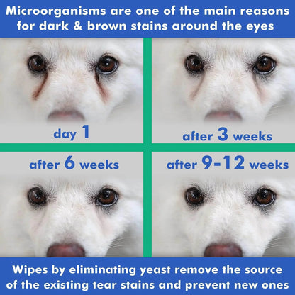 Before and after photos showing reduction of tear stains on a white dog’s eyes over 12 weeks using eye cleansing wipes for pets